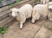 Devon and Cornwall longwool ewe lambs