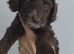 Beautiful cockapoo puppies