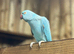 Ringneck