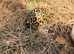 Indian star tortoises