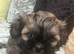 1 girl shihpoo