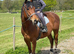 Horses, pony&rsquo;s, carts, harness and horse boxes wanted