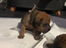 Sharpei x staff x cocker spaniel