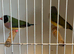 Gouldians for sale