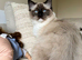 For Stud - Seal point mitted carrying Mink and Choc