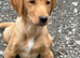Beautiful 6 month old male part trained male a brilliant pet or continued work