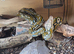 2 year old aztec retic with 6x2x2 viv
