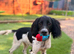 Springer spaniel dog 8 months old