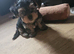 2 loveable boy yorkshire terrier x mini yorkies