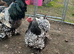 Silver/gold laced Brahma hatching eggs