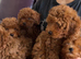 Toy solid red F1B Cavapoos- Stunning by Asian toy dad