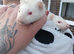 5 albino hob kits left 10 weeks old