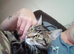 Female Bengal cat 12 months old