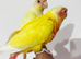 Gorgeous baby creamino & lutino conure
