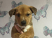 Mixed breed puppies