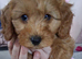 Cavapoo puppies