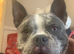 Exotic female micro bully