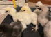 Silkie chicks for sale (un-sexed)......ready now to collect...