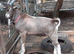 Fabulous Entire Intact Toggenburg Breeding Billy Goat - Father Pedigree