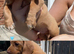 Adorable Dachshund Puppies Ready for Their Forever Homes!