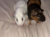 2 male guinea pigs