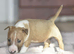 Excellent miniature bull terrier puppies