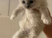 Ragdoll kittens