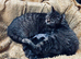 Tabby kitten 8 weeks