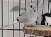 Diamond doves