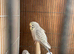 Baby budgies for sale
