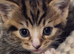 Kiten