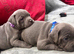 Health tested kc staff puppies