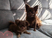 2 beautiful apple head chihuahau boys