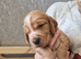 KC REGISTERED WORKING COCKER SPANIEL PUPPIES