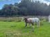Registered Welsh A dun colt
