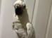 Hand Reared Baby Triton Cockatoo