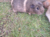 Female guinea pigs for sale