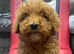 Kc Reg Red Miniature Poodles Available Now