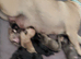 Frug pups