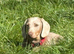 DNA Tested Clear Mini Smooth Dachshund