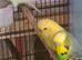 Nice lot of budgies