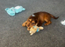 9 weeks old male puppy