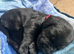 Gorgeous black Drakeshead labs looking for 5 ️ homes