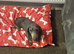Miniature Dachshund blue tan girl