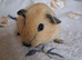 Baby Guinea Pigs