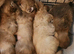 Beautiful Teddy bear Pomeranian puppies 3 girls left ready 10/06/26