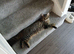 Female cat needing rehoming