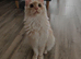 Full pedigree Maine coon