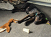 German shepherd cross staffy Milli