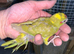 Baby Kakarikis